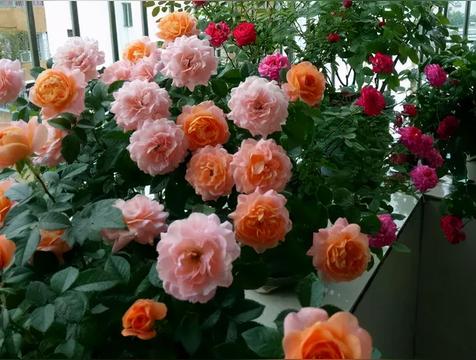 大门口种什么花更吉利