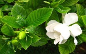 三种人不能养栀子花