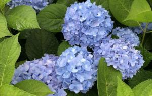 家里为什么不能养绣球花（注意事项）