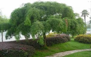 家宅种什么树风水好吉利