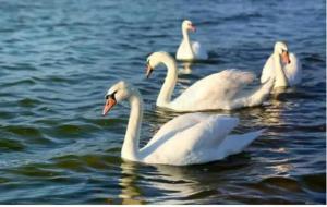 天鹅的寓意及象征