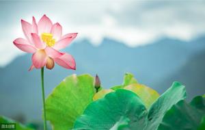 莲花的寓意和象征
