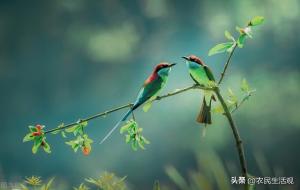 鸟屎掉身上有什么预兆（鸟屎掉身是福