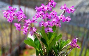 中国象征父亲的花(什么花的花语是父