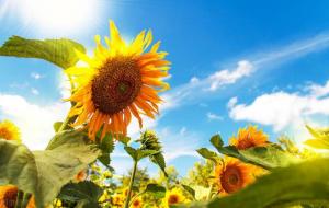 向日葵寓意及花语