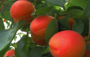 杏树能种在院子里吗（风水好吗）