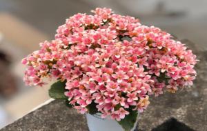 三种人不能养长寿花（长寿花注意事项