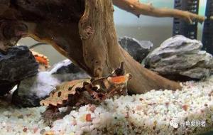 养乌龟会吸人寿命吗(不会)