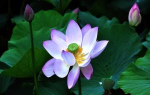 莲花的吉祥寓意与代表含义