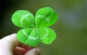 四叶草的寓意：幸福、健康、幸运、财