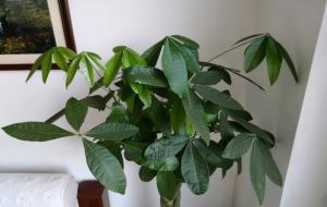 发财树三种人不能养