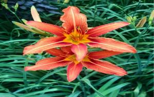 萱草花的寓意和象征（花语寓意母亲之