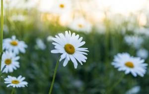 表面善良内心黑暗的三大星座