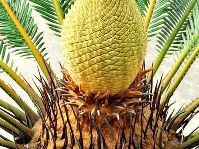 铁树开花的意思、寓意、是吉是凶