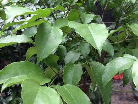 幌伞枫树寓意象征是什么