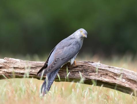布谷鸟叫有什么征兆