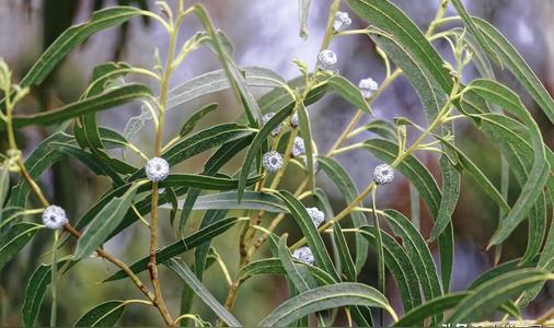 蓝桉的花语和寓意