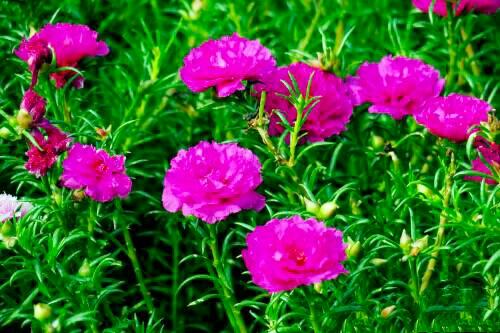 午时花的花语和寓意