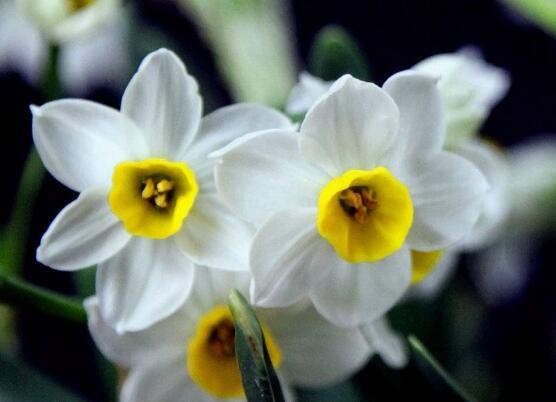 水仙花花语是什么，象征着纯洁和吉祥