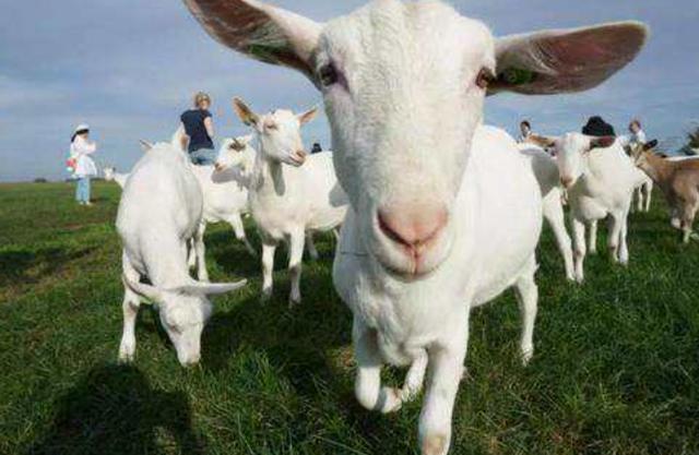 属羊的命运为什么不好