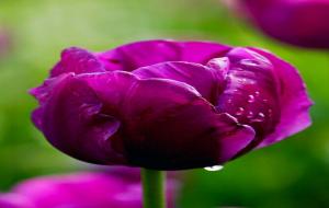 紫色郁金香花语