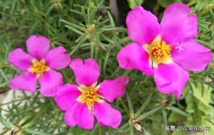 太阳花的寓意和花语