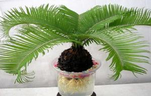 铁树开花对家庭的运气