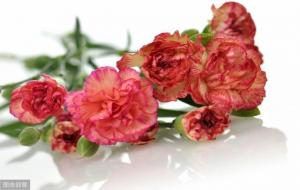 康乃馨花语和寓意