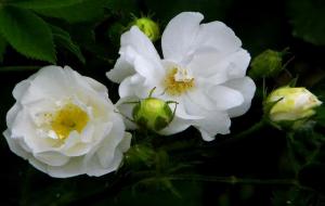 白蔷薇的寓意和代表含义