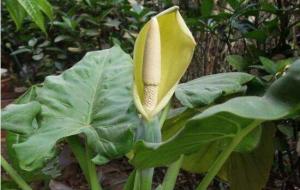 滴水观音花语及寓意