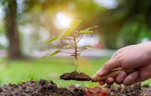 青龙树是什么树（青龙树风水）