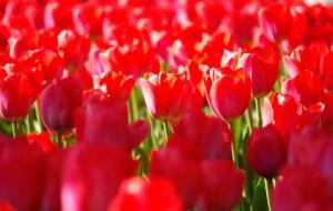 郁金香不能乱送(郁金香送什么人)