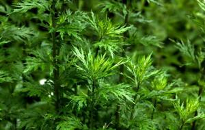 艾草和艾叶的区别