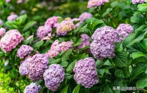 绣球花为什么不吉利（为什么叫死人花