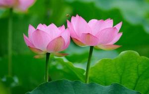 莲花寓意着什么意思