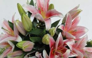 百合花的花语和寓意