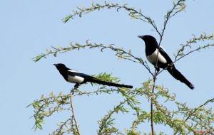 吉祥鸟指的是什么鸟（民间8种吉祥动