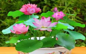 十大不吉利花（ 风水上不能养的花）