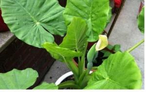 滴水观音有毒吗(风水作用)