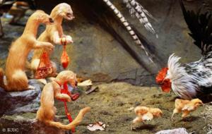 看见黄鼠狼有什么预兆