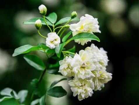 木香花为什么不能种