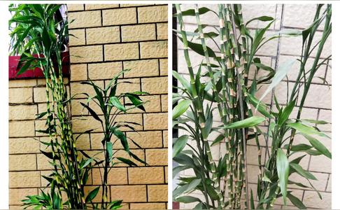 开运竹的寓意是什么