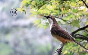 大暑吃什么风俗食物