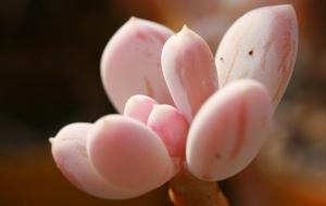 华盖是累生累世的一种宿命