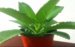 落地生根花语及寓意