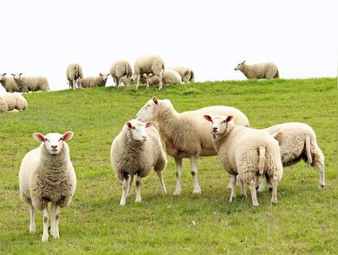 人山人海是什么生肖(羊)