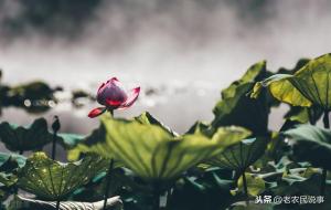 头伏饺子,二伏面是什么意思