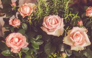 狮子座的高傲谁能懂