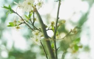 天秤座的优势，别人模仿不来