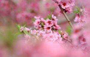 红艳在八字中代表什么意思